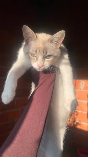 Doa se gatinha