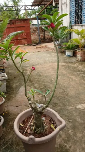 Rosas do deserto