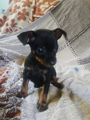 Pinscher machos
