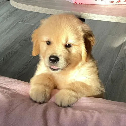 Golden adorável