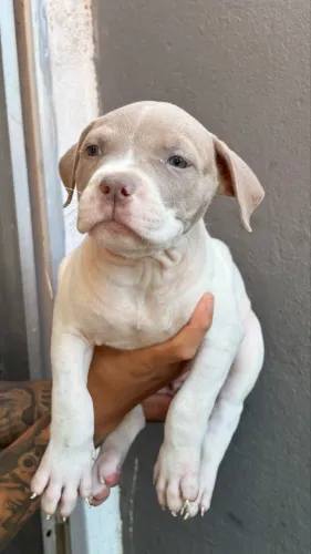 Pit Monster com pedigree