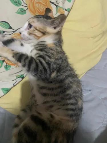 Gatinha