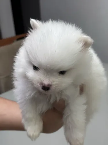 LULU DA POMERÂNIA (Macho)