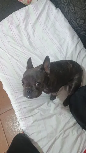 Bulldog francês somente venda