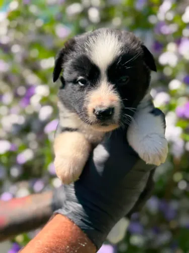 Border Collie | Preto e branco
