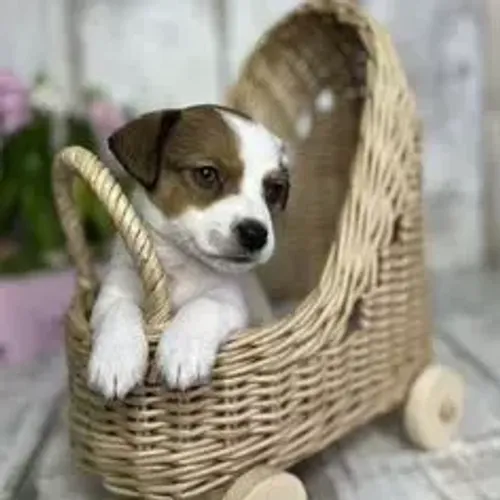 Jack Russell Terrier,Jack Russell Terrier Filhote Linda Linhagem Disponível