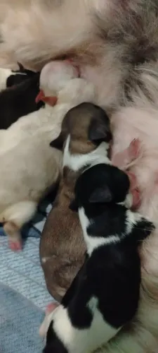 cachorro filhotes 