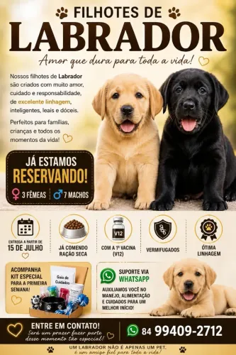 Filhote de labrador