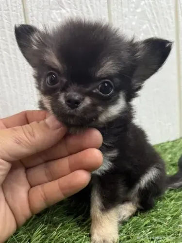 Filhotinhos cheio de personalidade Chihuahua