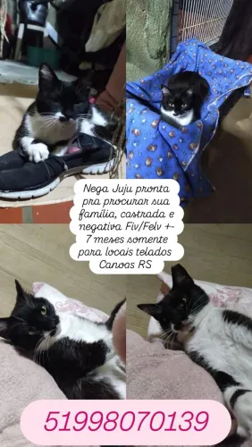 Adoção responsável