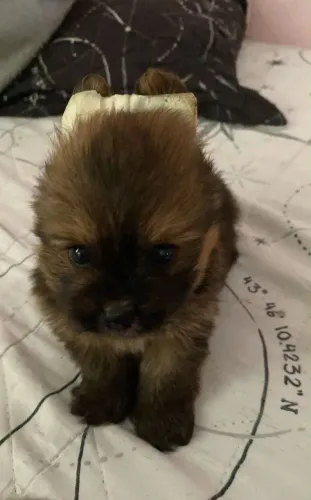 Lulu