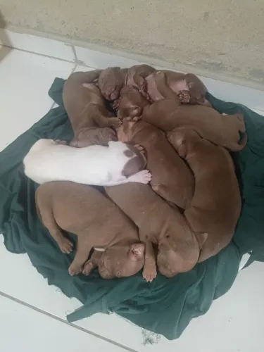 Vendo filhote de Pitbull.