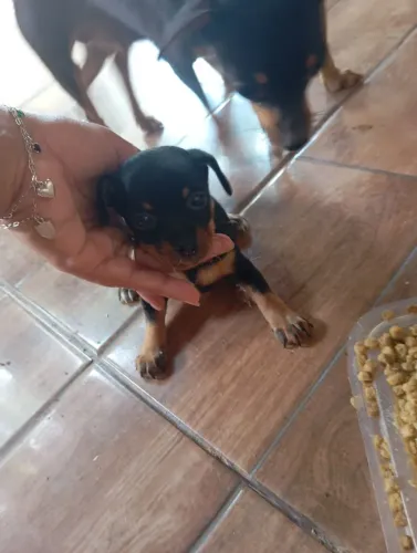 Vendo Pincher 