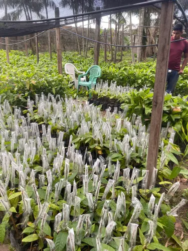 Mudas de cacau enxertado 