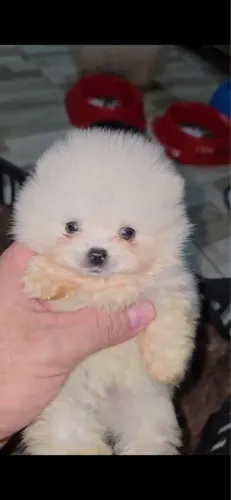 Filhote Spitz Alemão Anão 