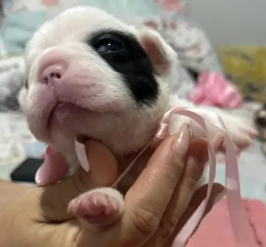 Cachorros
