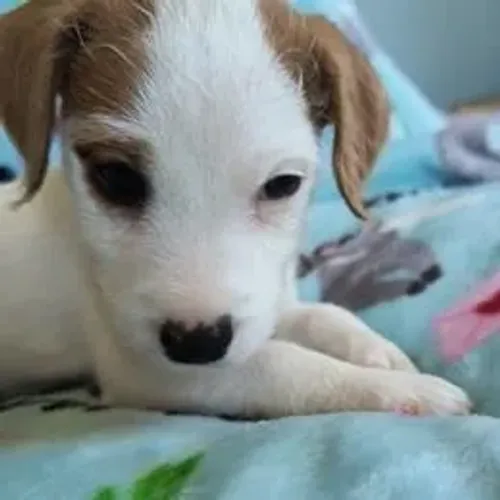 Jack Russell Terrier,Jack Russell Terrier Filhote Linda Linhagem Disponível