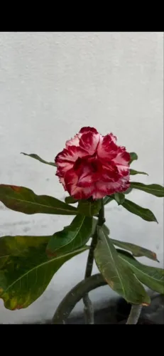 Rosa do deserto adulta com flor grande.