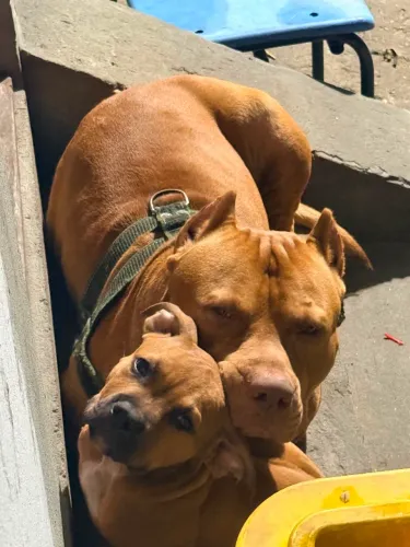 Animais 