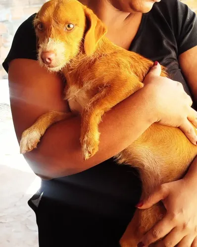 DOAÇÃO de cachorrinha fêmea, muito fofa e brincalhona