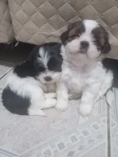 2 lindos filhotes de Shih Tzu (pura raça) Promoção