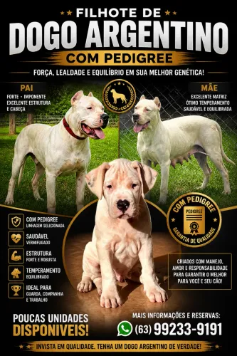 Dogo Argentino filhotes! 