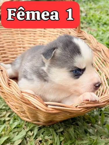 Ninhada de Husky Siberiano 