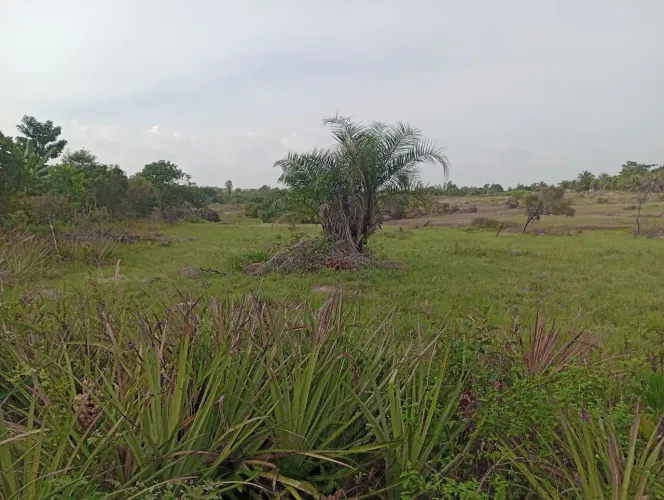 Vende um terreno metade sítio e outra pasto