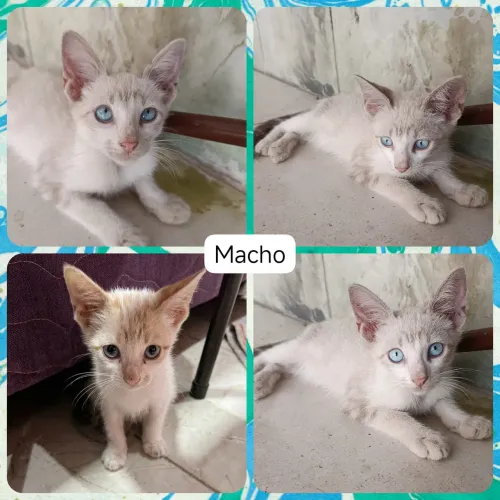Lindos Gatinhos Dóceis para Adoção Responsável (Vermifugados)
