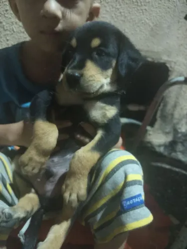 Doação cachorros