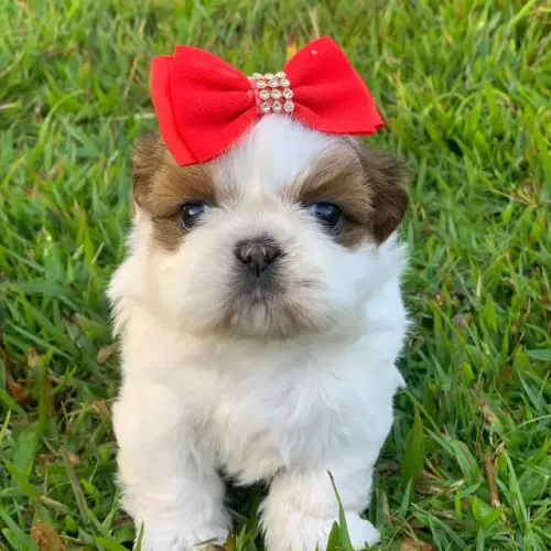 Shih Tzu ideais para companhia
