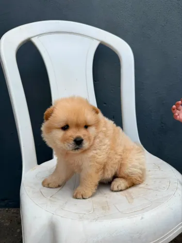Chow Chow 