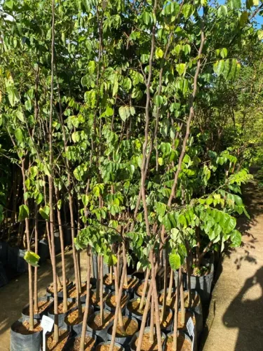 Muda de carambola 
