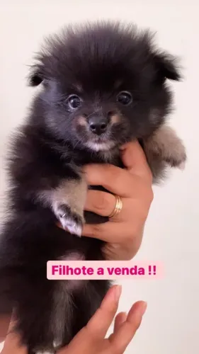 Spitz Alemão com grandes promoções em nossa unidade