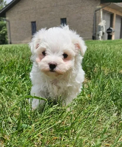 Filhote Macho de Maltês - Garantia, Pedigree e Parcelamento