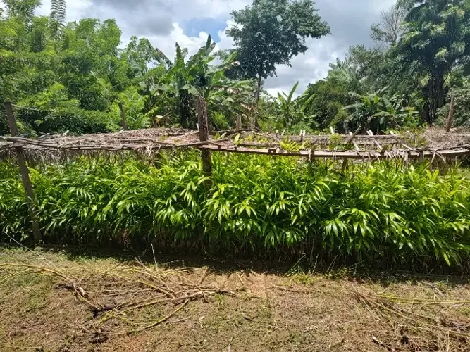 48 hectares a 77 km de Belém no Estado do Pará por 400 mil reais