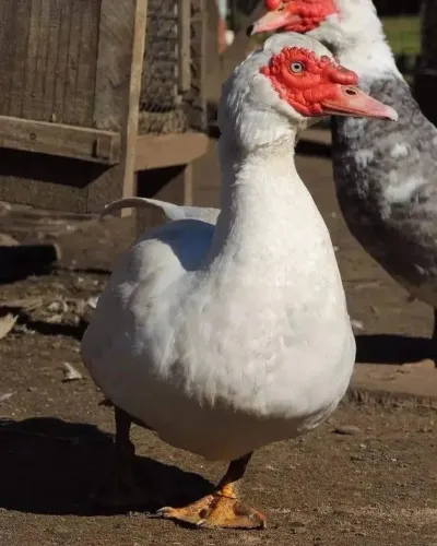 Pato, pata, patinho, ovos galados, chocolate, gigante alemão, comum, verde