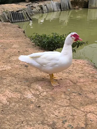 Patos 