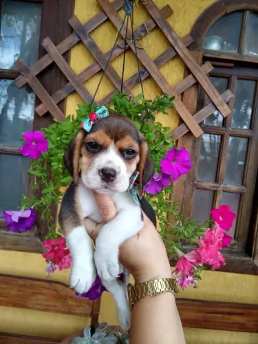 Beagle mini snoop a pronta entrega