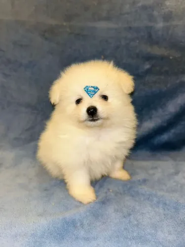 Filhotes Spitz alemão 