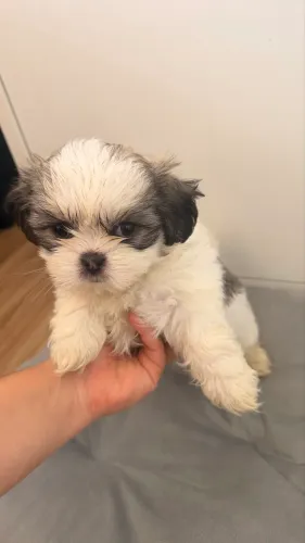 Shitzu mini fêmea 1000