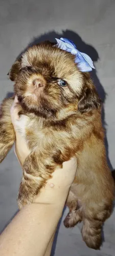 Shih Tzu