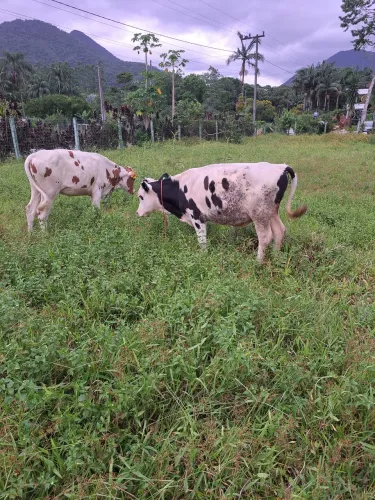 Animais para agropecuária