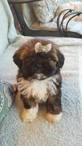 Lhasa Apso amor imperdível raça pura fêmea