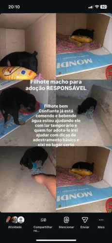 Filhote macho para adoção RESPONSAVEL