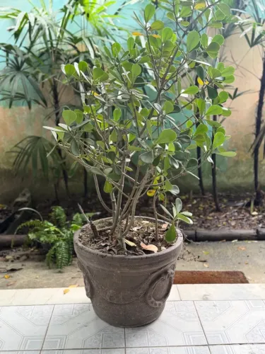 Vaso de planta de concreto