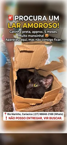 Doa-se gatinha