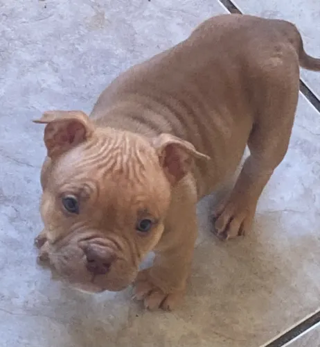 American Bully pocket macho