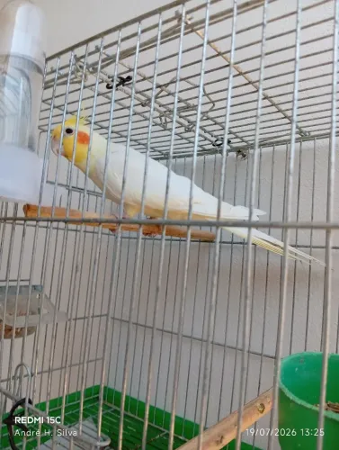 Gaiola