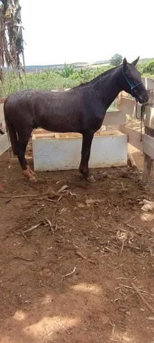 Mangalarga paulista